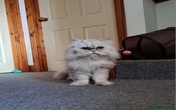 Persian cats for sale: 2 Persian Boys | Available ASAP.  - Image 2