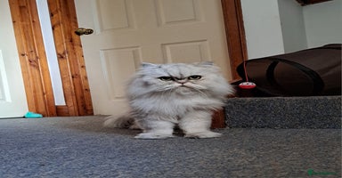 Persian cats - Advert 2