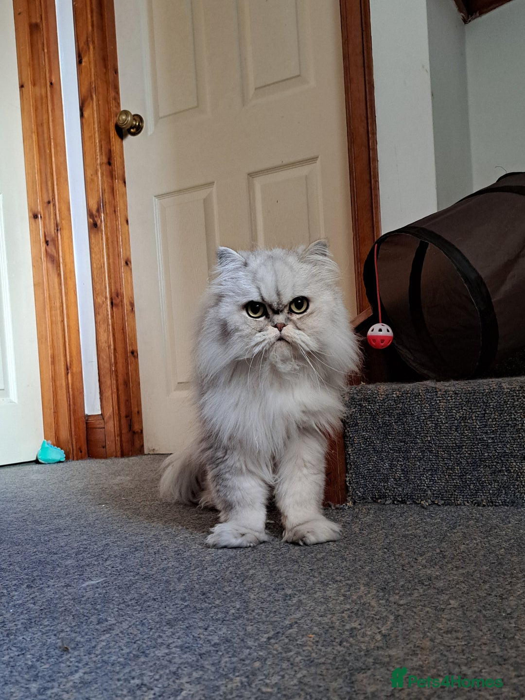 Persian cats for sale: 2 Persian Boys | Available ASAP.  - Image 2