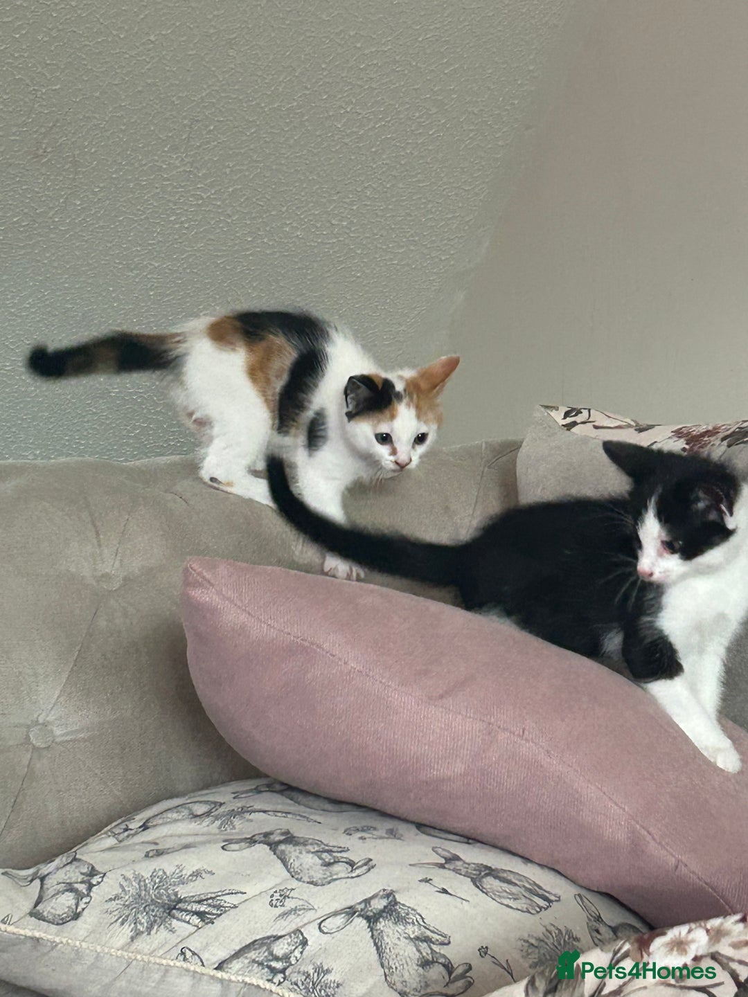 Mixed Breed cats for sale: Beautiful Tortie Female kitten  - Image 8