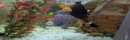 Other/Mixed Breed fish for sale: XL tropical fish  - Advert 7