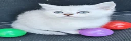 British Shorthair cats for sale: BRITISH SHORTHAIR KITTEN BLUE EYES  - Advert 16