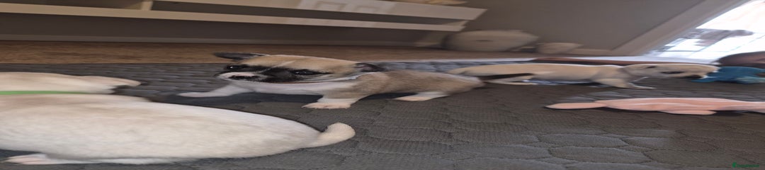 Chihuahua Puppy 3