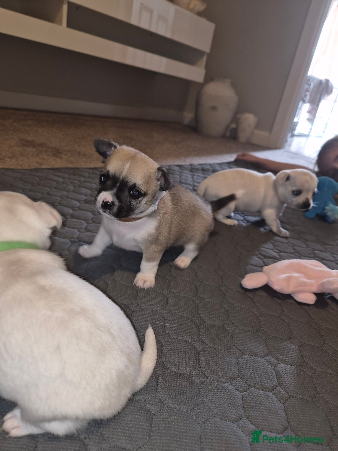 Chihuahua dogs for sale: 4 beautiful chihuahua puppies - Image 16