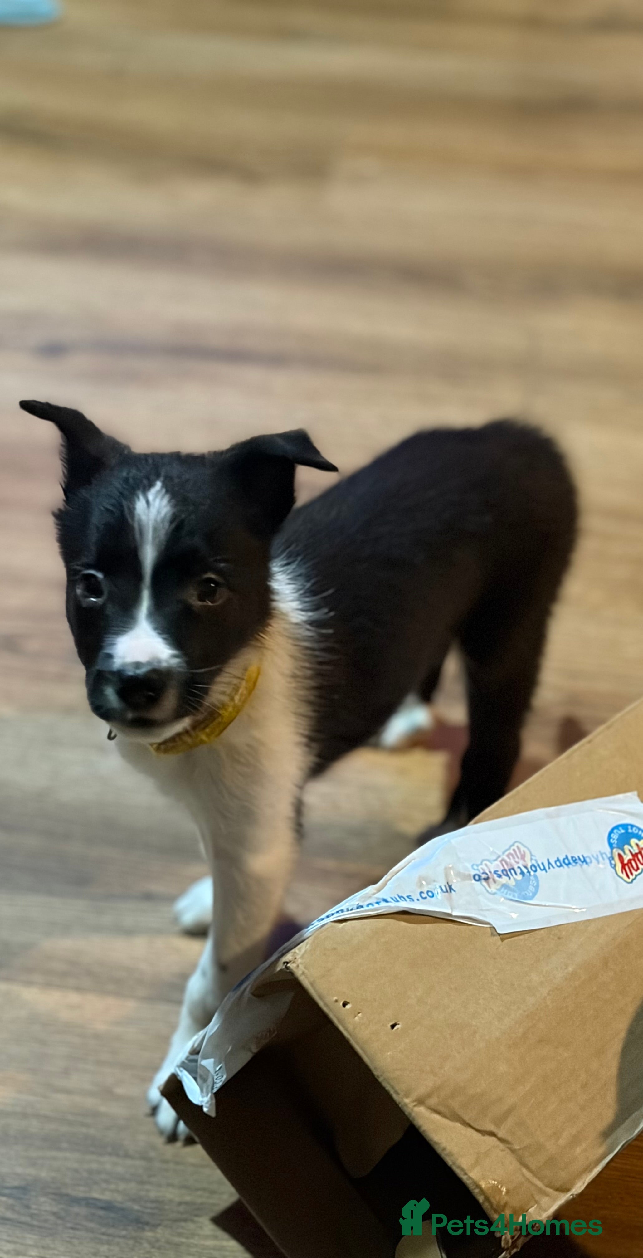 Border Collie dogs LAST 2 BOYS REMAINING (READY TO GO TUE) - Advert 4