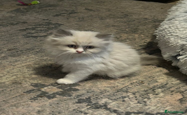 Persian cats - Advert 6