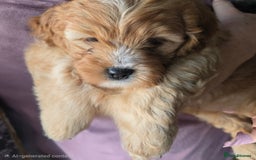 Cavapoo dogs for sale: Teddy bear F1 caverpoos  - Image 14