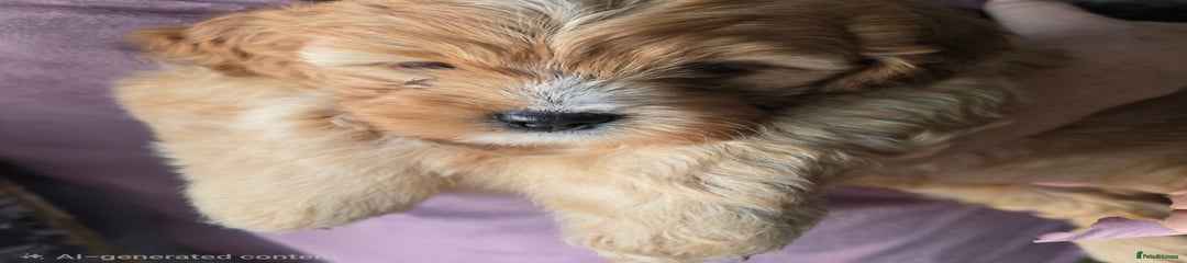 Cavapoo Puppy 3