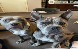 Mixed Breed dogs for sale: Cross puppy male 11 weeks old beautiful boy  - Image 3
