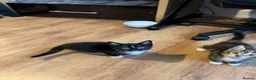 British Shorthair cats for sale: Three Playful Kittens  - Advert 7
