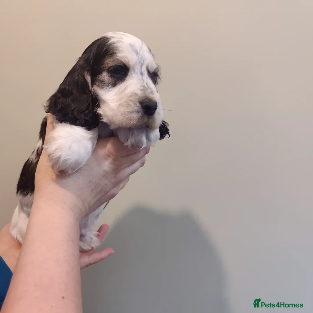 Cocker Spaniel dogs for sale: KC Registered Show Type Cocker Spaniels  - Advert 34