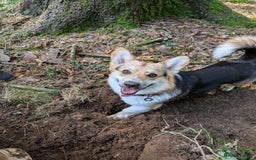 Welsh Corgi Pembroke dogs for stud: Tri Coloured Pembroke Welsh Corgi for stud - Image 6