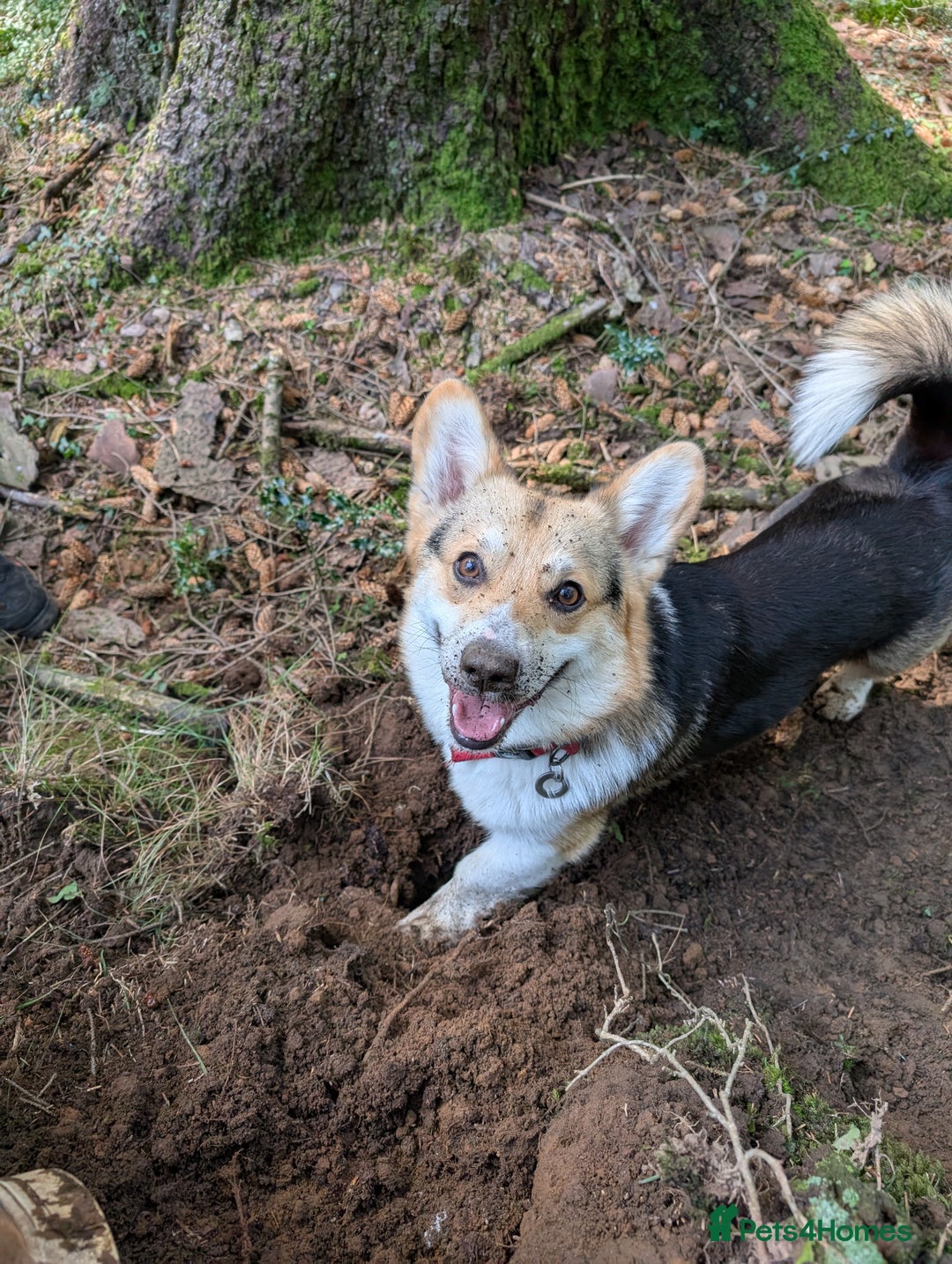 Welsh Corgi Pembroke dogs for stud: Tri Coloured Pembroke Welsh Corgi for stud - Image 6