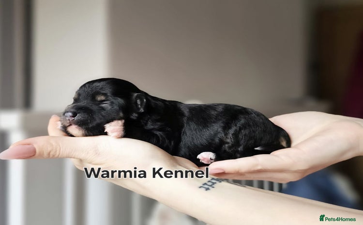 Chinese Crested dogs in Crewe - Advert 13