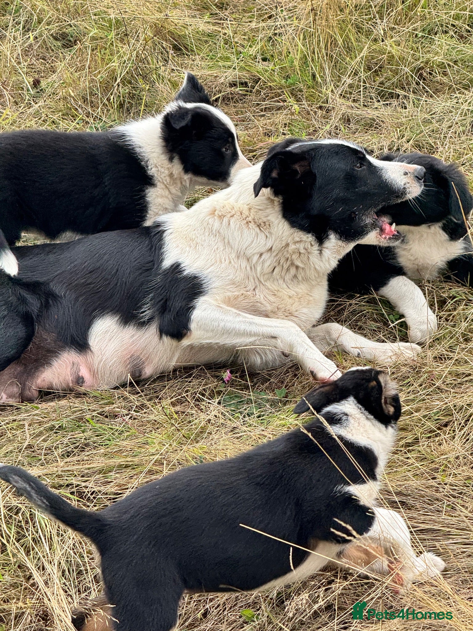 Border Collie dogs 3 x Gorgeous Collie Pups- Mum ISDS Registered!  - Advert 4