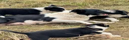 Border Collie dogs for sale: 3 x Gorgeous Collie Pups- Mum ISDS Registered!  - Advert 1