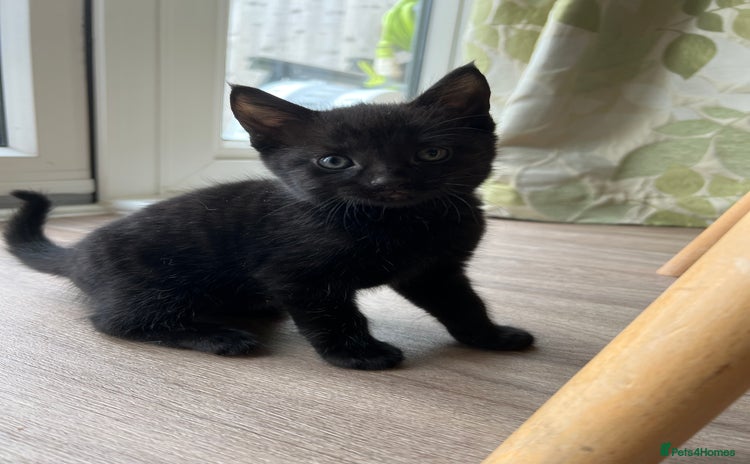 Mixed Breed cats for sale - Advert 1