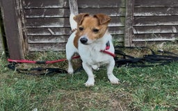 Jack Russell dogs for sale: Jack Russell terriers  - Image 6