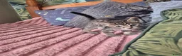Savannah cats for sale: F3 savannah kittens - Advert 4