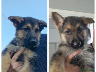 German Shepherd dogs - Advert 3
