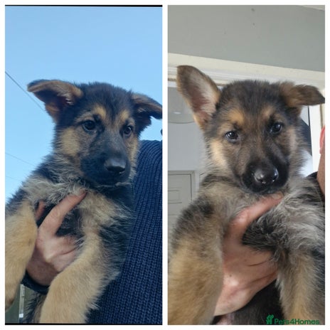 German Shepherd dogs - Advert 7