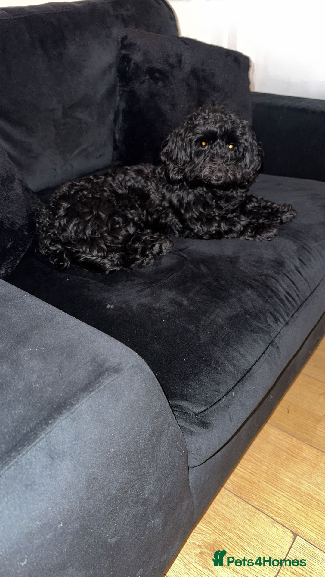 Maltipoo dogs for sale: Maltipoo boy needs a home  - Advert 1