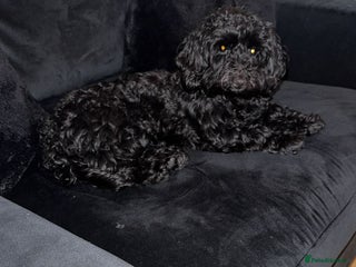 Maltipoo dogs Maltipoo boy needs a home - Advert 4