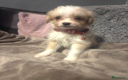 Mixed Breed dogs for sale: Chorkie-apso puppies  - Image 21