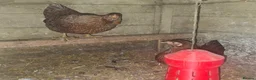 Chickens poultry for sale: Bantam Laced Wyandotte Chickens in Wetherby - Advert 7