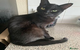 Maine Coon cats for sale: Free 2 year old Main coon crosses - Image 7