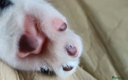 British Longhair cats for sale: Playful Tuxedo Kitten - Image 3