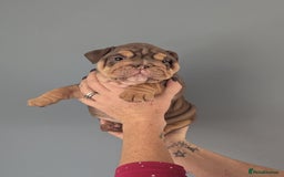 English Bulldog dogs for sale: English Bulldog Puppies - Image 5