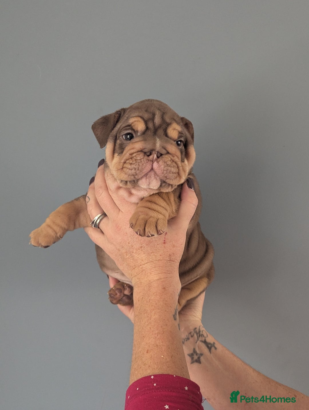 English Bulldog dogs for sale: English Bulldog Puppies - Image 5