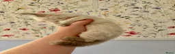 Ragdoll cats for sale: Remarkable Ragdolls  - Advert 10
