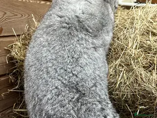 Continental Giant rabbits WE HAVE THE WORLDS BIGGEST BUNNIES - Advert 1