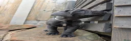 Cane Corso dogs for sale: Cane corso puppies  - Advert 7