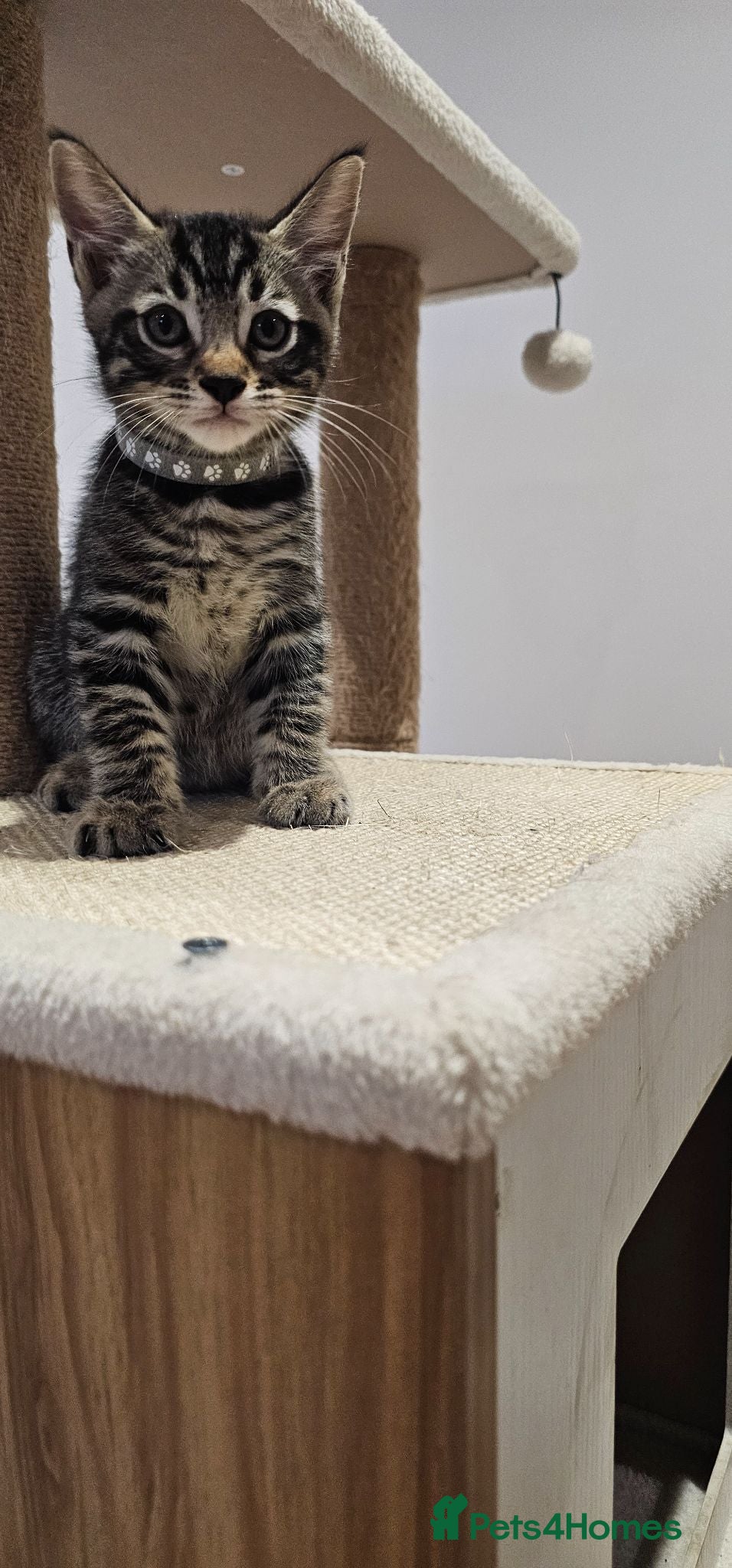 Mixed Breed cats Last Kitten ready to go now! - Advert 2