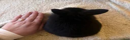 Netherland Dwarf rabbits for sale: Beautiful Netherland Dwarf & Mini lop bunnies  - Advert 12