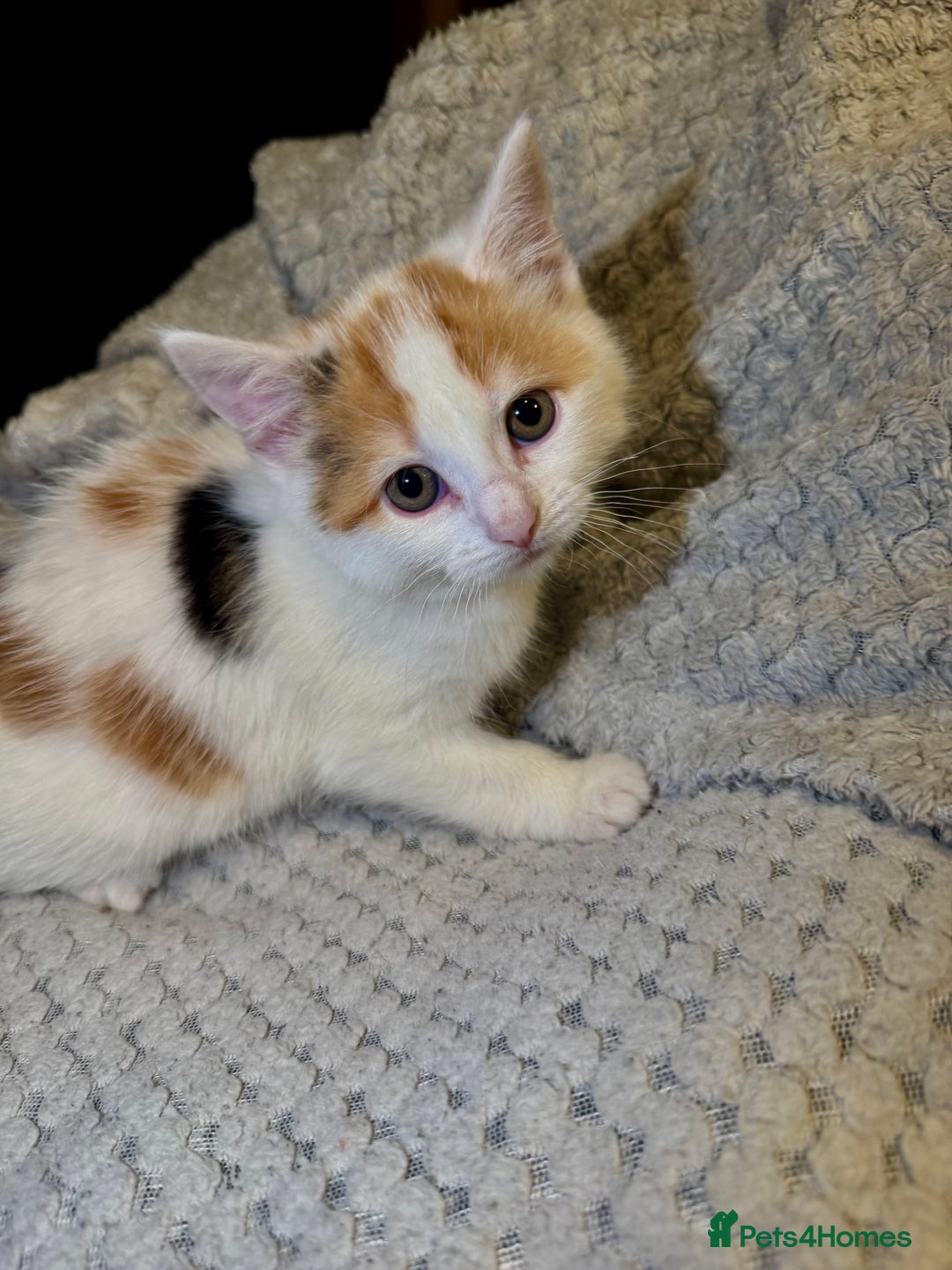 Domestic Shorthair cats for sale: Real life Garfield🤩 - Image 37