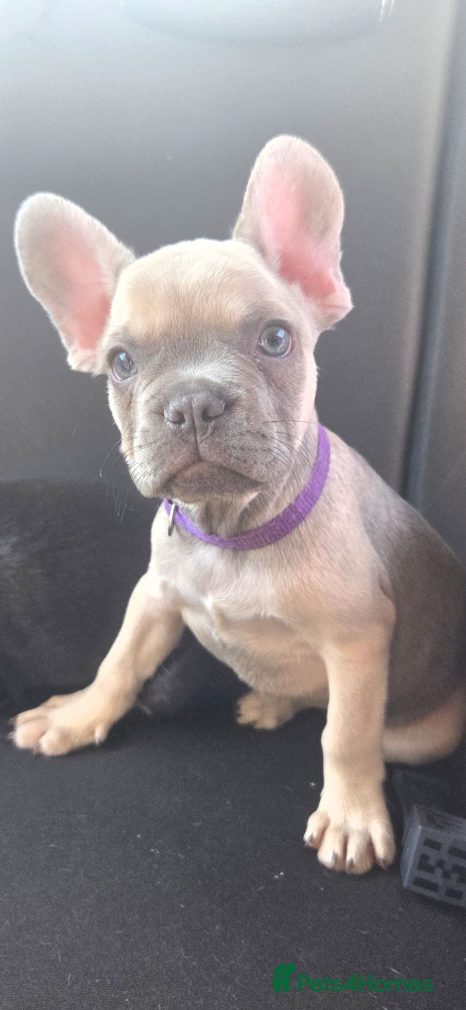French Bulldog dogs Ready to collect  - Advert 10