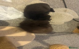 British Shorthair cats for sale: GCCF Registered 5 Generation British Shorthair - Image 14