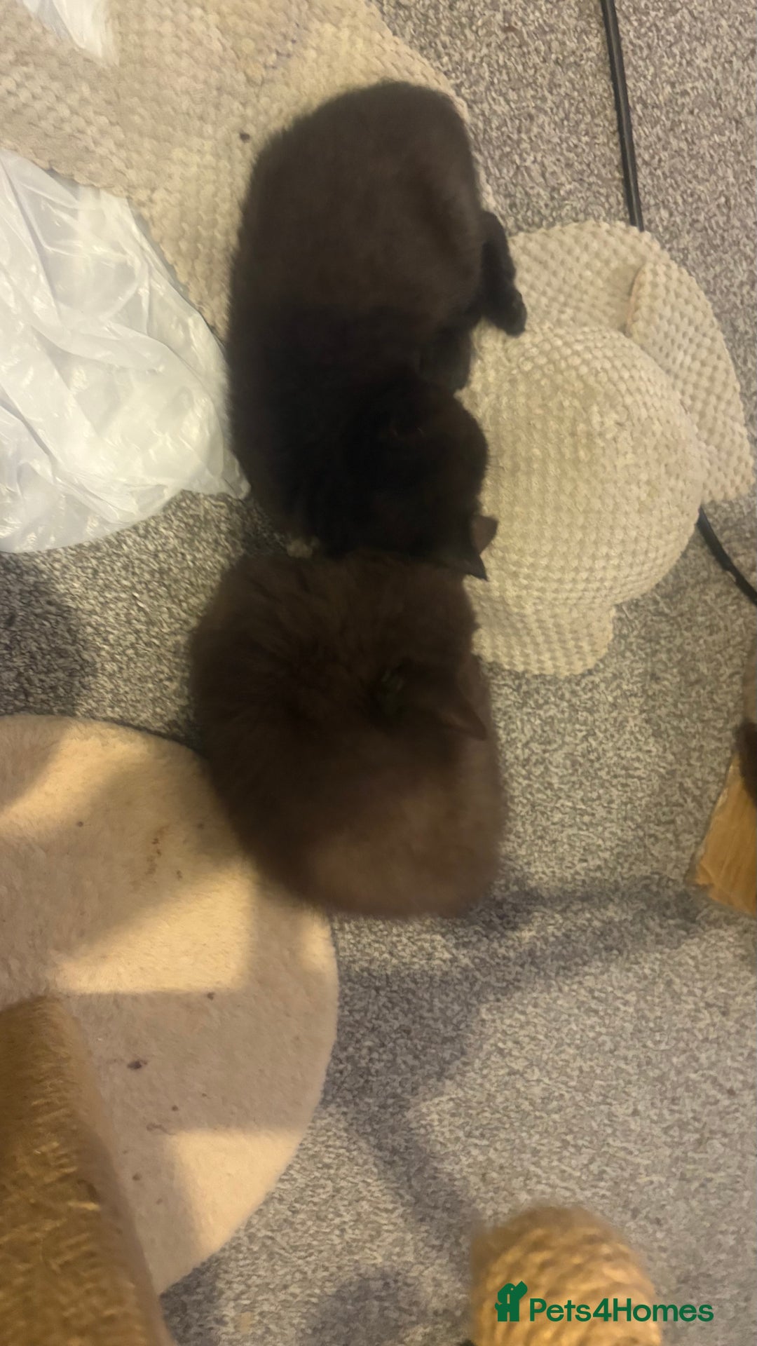British Shorthair cats for sale: GCCF Registered 5 Generation British Shorthair - Image 14