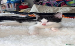 British Longhair cats for sale: Last ones of the litter  - Image 9