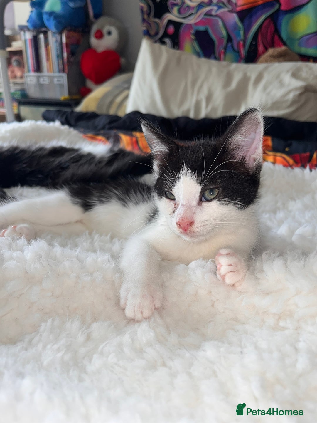 British Longhair cats for sale: Last ones of the litter  - Image 9