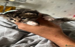 LaPerm cats for sale: Long Coat Laperm kittens - Image 9