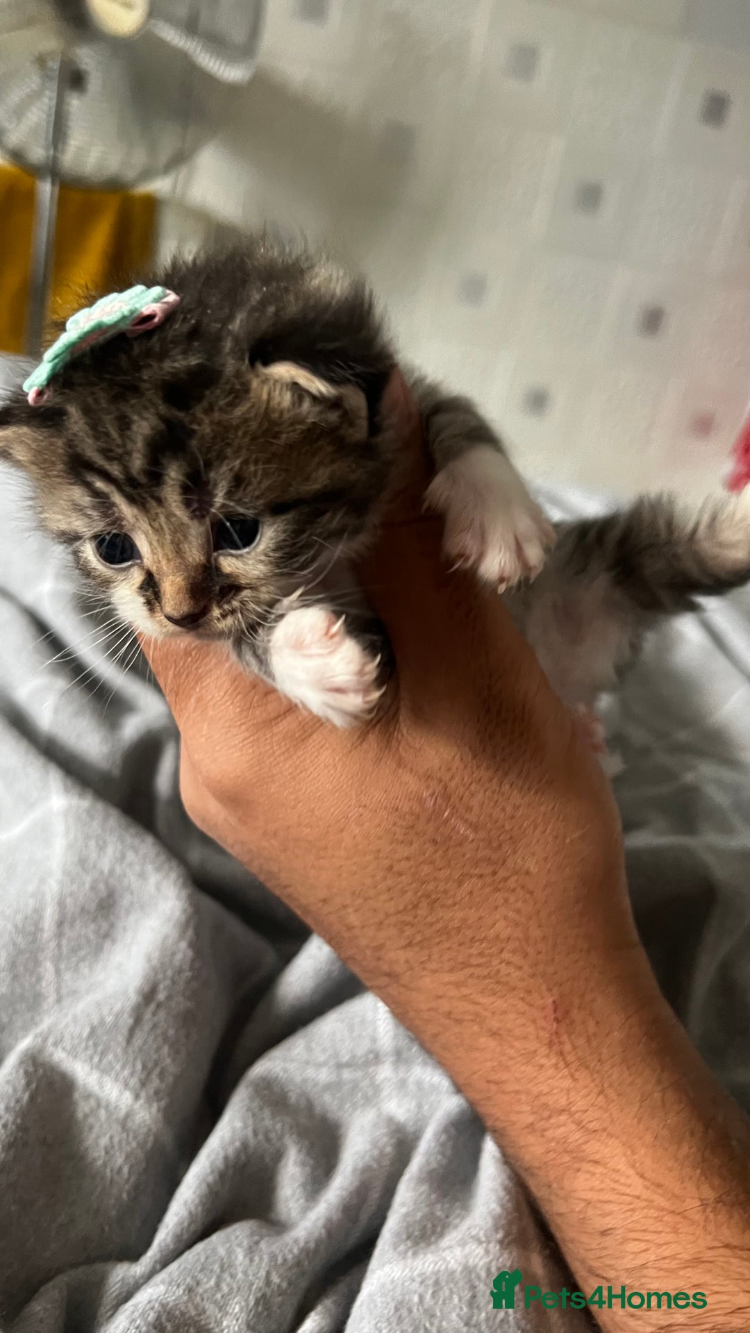 LaPerm cats for sale: Long Coat Laperm kittens - Image 9