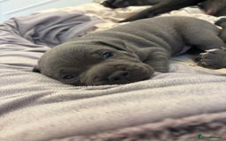 Staffordshire Bull Terrier dogs for sale: Blue boy staffy baby - Image 4