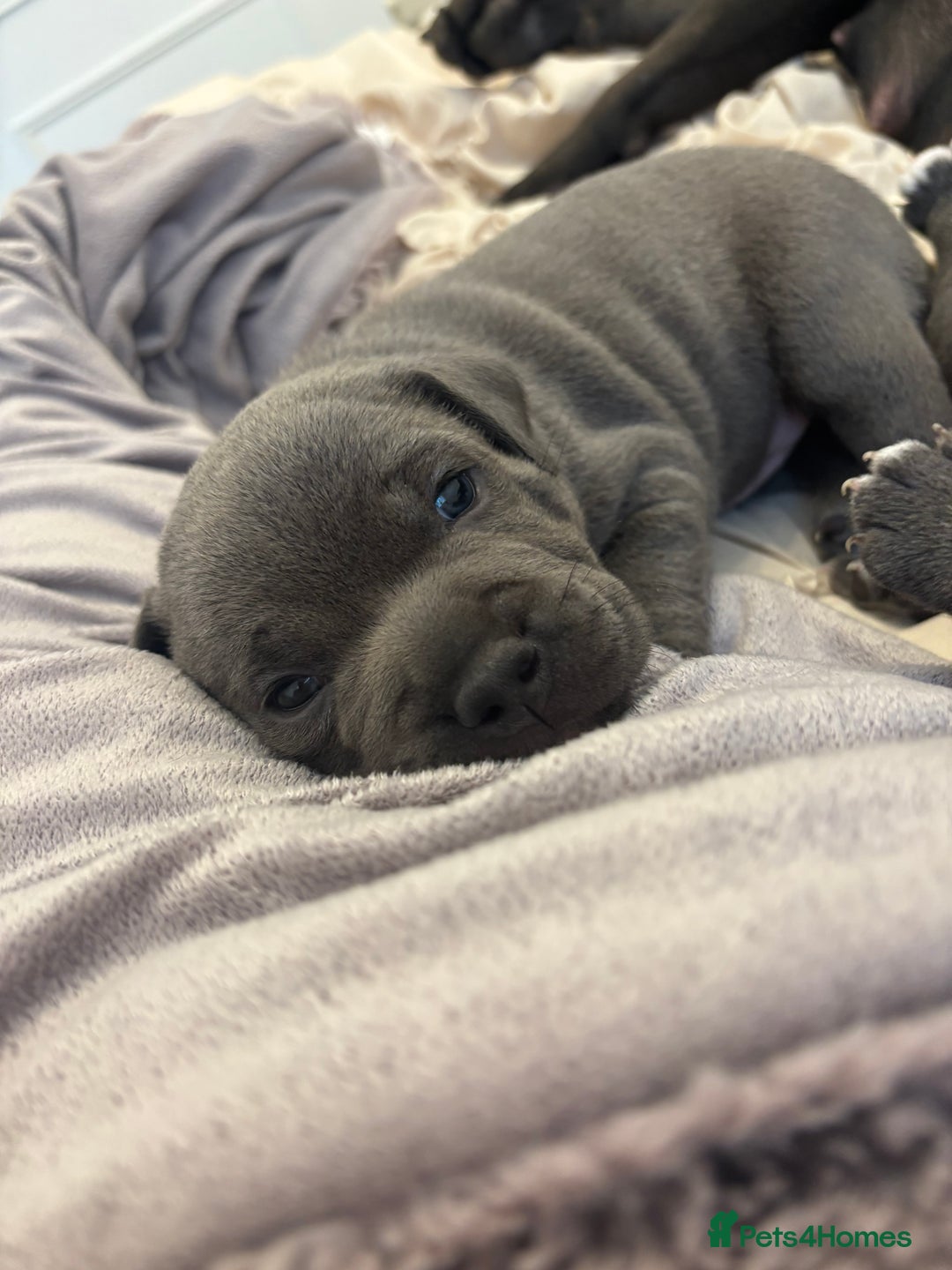 Staffordshire Bull Terrier dogs for sale: Blue boy staffy baby - Image 4