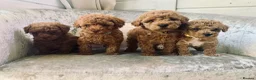 Toy Poodle dogs for sale: 🐩Outstanding Toy Poodle Puppies – Ready to view🐩 - Advert 3
