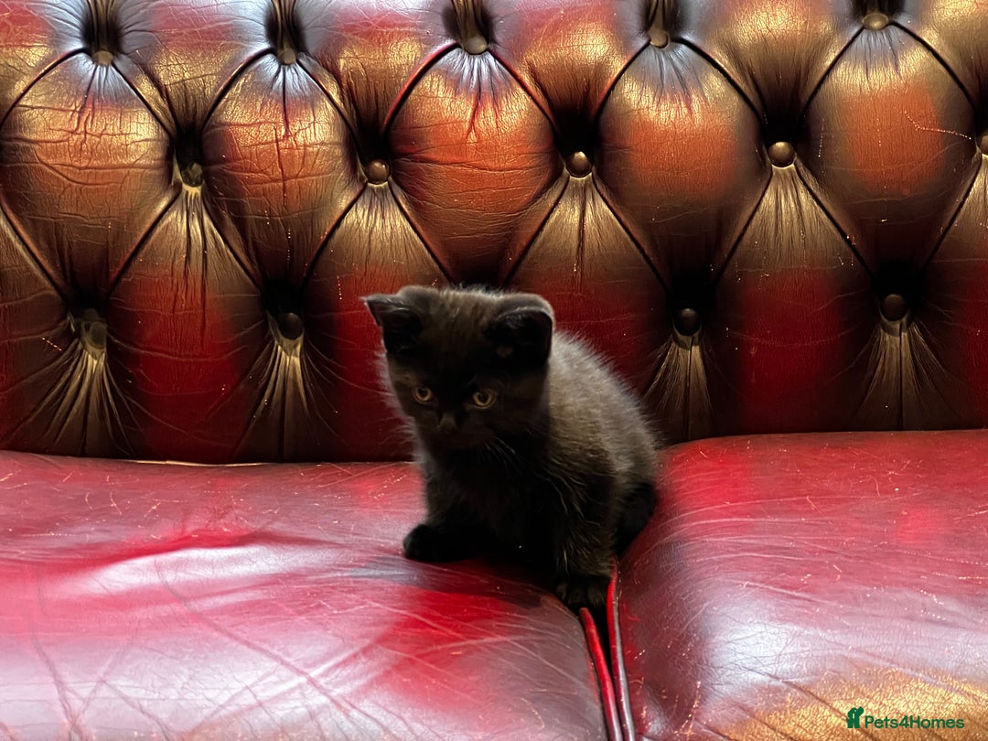 American Shorthair cats for sale: Adorable Tabby Kittens – Ready for Forever Homes - Advert 15